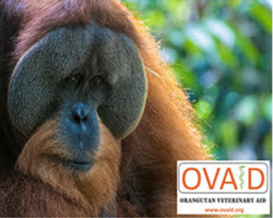 Intersurgical charity supporting the Orangutans